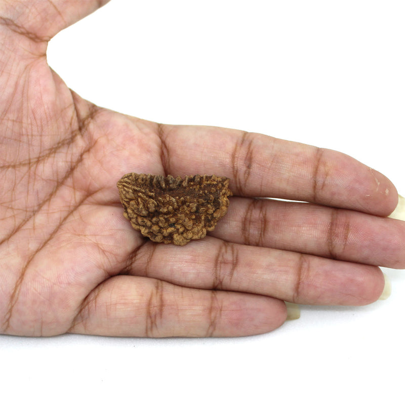 1 Mukhi Rudraksha - Natural & Lab Certified - India