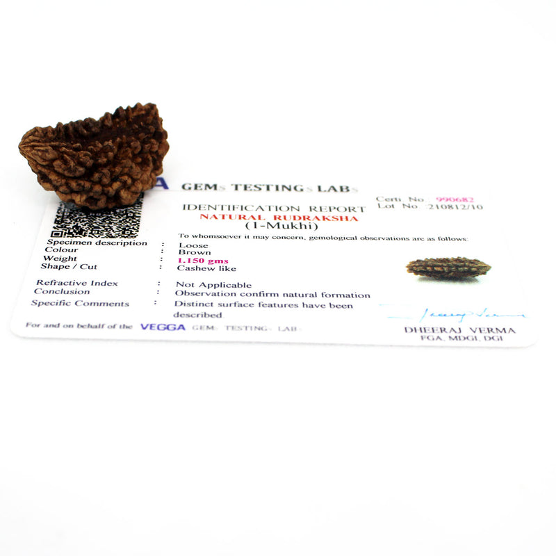 1 Mukhi Rudraksha - Natural & Lab Certified - India