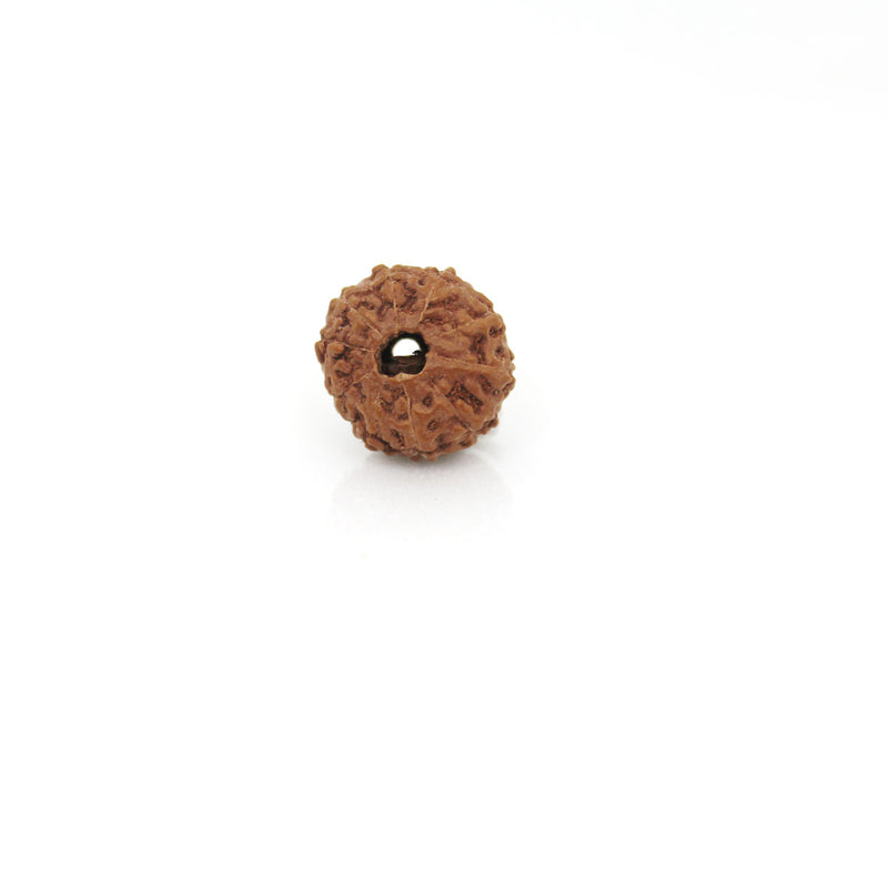 10 Mukhi Rudraksha - Natural & Certified - Java Indonesia