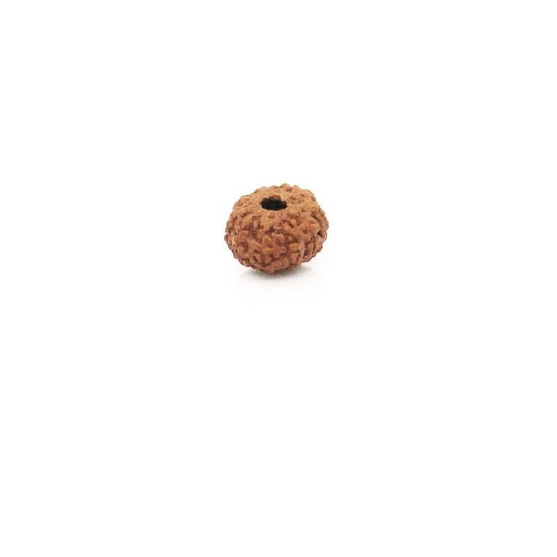 10 Mukhi Rudraksha - Natural & Certified - Java Indonesia