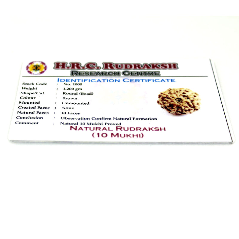 10 Mukhi Rudraksha - Natural & Certified - Java Indonesia