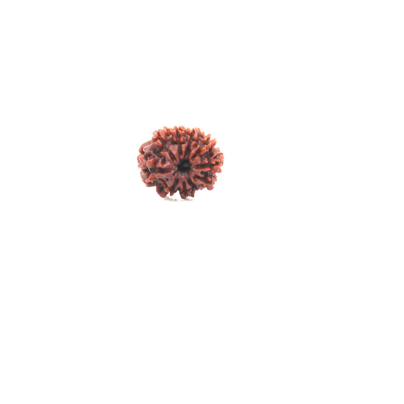 10 Mukhi Rudraksha - Natural & Certified - Nepal