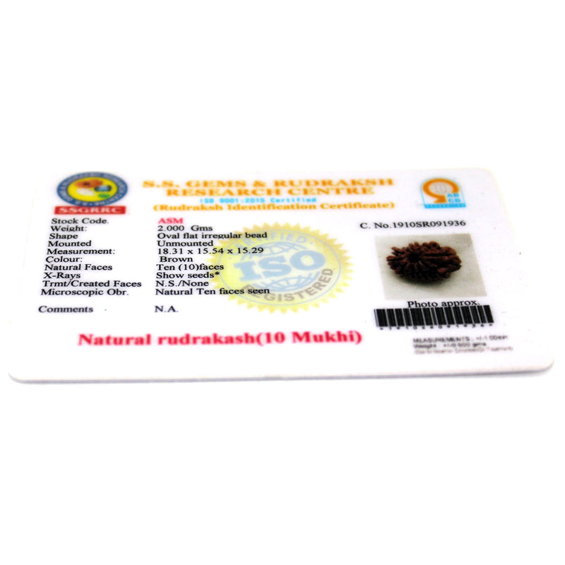 10 Mukhi Rudraksha - Natural & Certified - Nepal