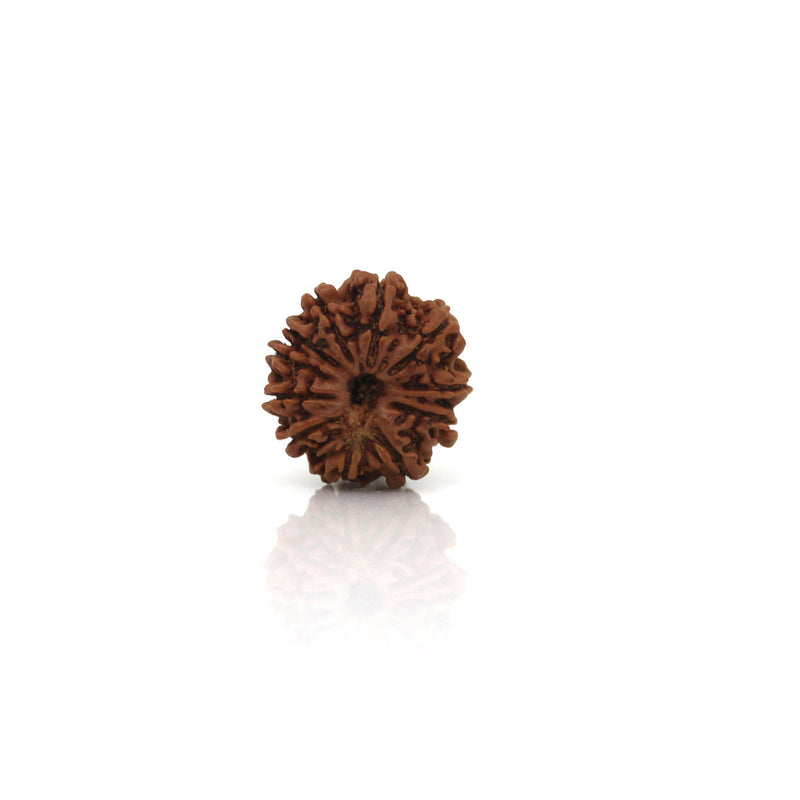 11 Mukhi Rudraksha - Natural & Certified - Nepal