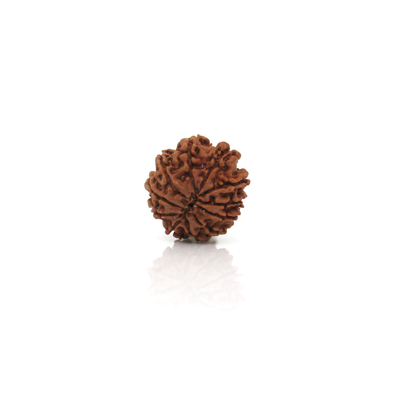 11 Mukhi Rudraksha - Natural & Certified - Nepal