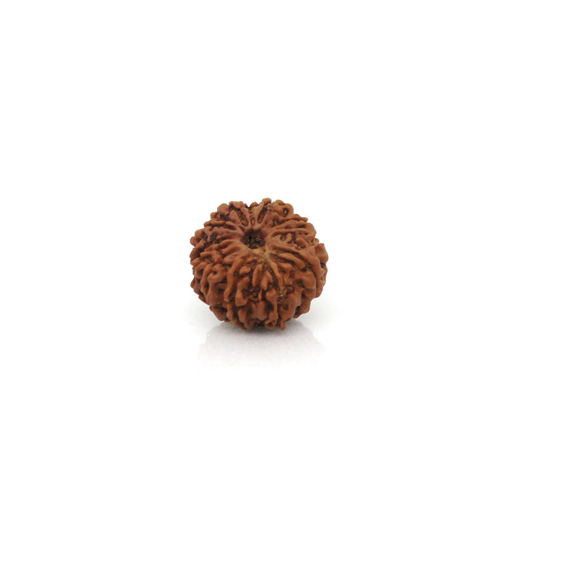 11 Mukhi Rudraksha - Natural & Certified - Nepal