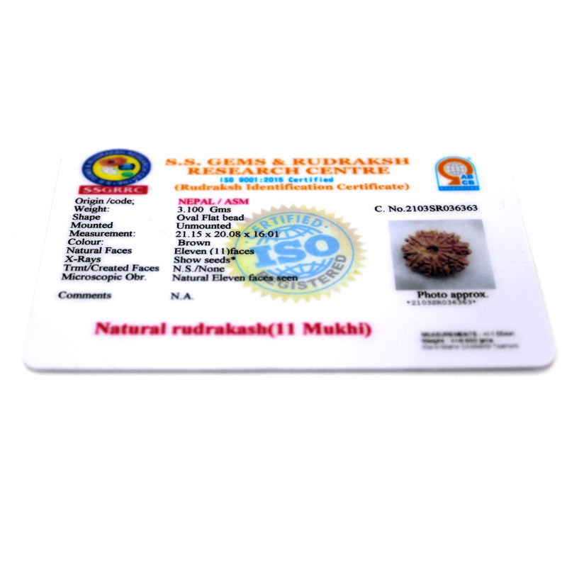 11 Mukhi Rudraksha - Natural & Certified - Nepal