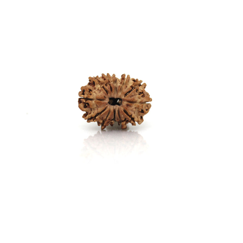 12 Mukhi Rudraksha - Natural & Certified - Nepal