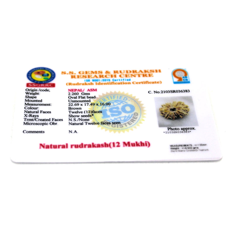 12 Mukhi Rudraksha - Natural & Certified - Nepal