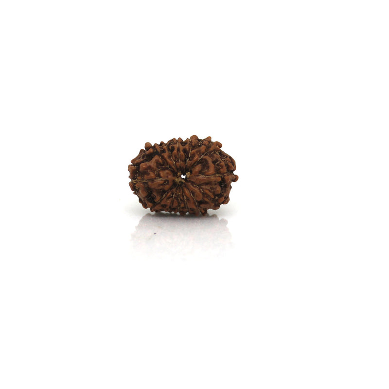 13 Mukhi Rudraksha - Natural & Certified - Java Indonesia
