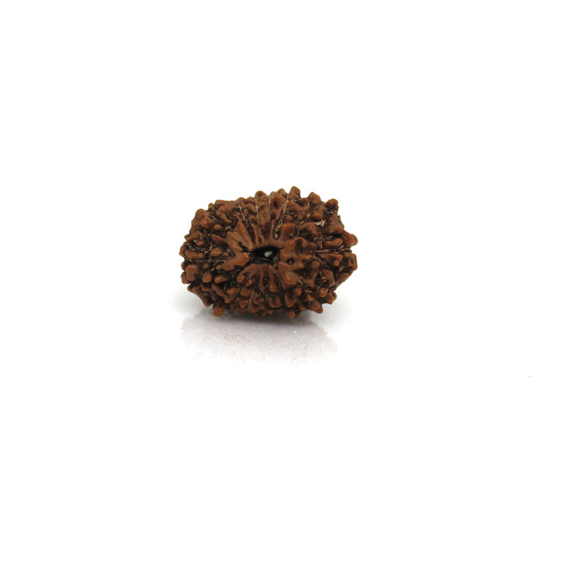13 Mukhi Rudraksha - Natural & Certified - Java Indonesia