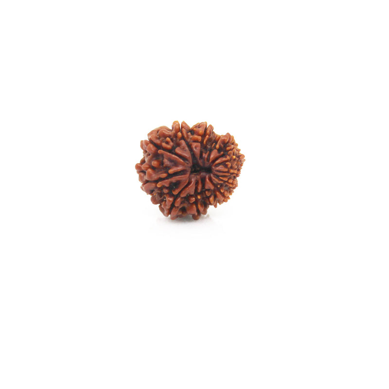 13 Mukhi Rudraksha - Natural & Certified - Nepal