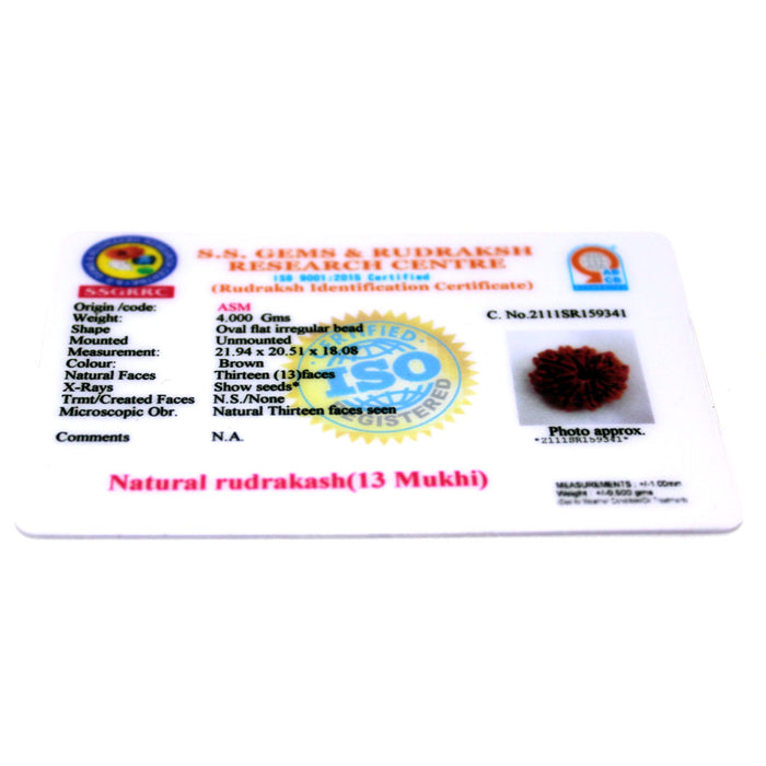 13 Mukhi Rudraksha - Natural & Certified - Nepal
