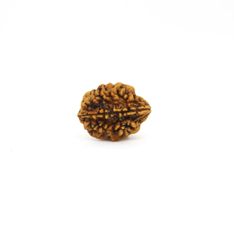 2 Mukhi Rudraksha - Natural & Lab Certified - India
