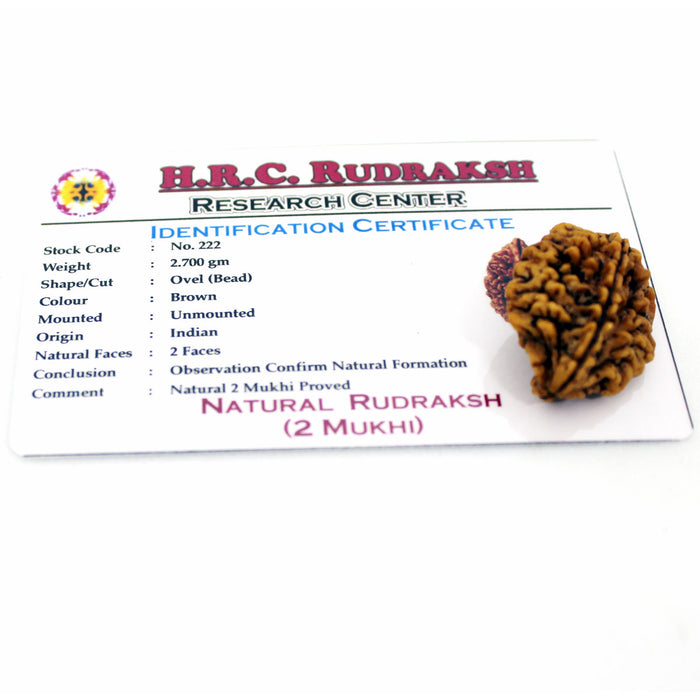 2 Mukhi Rudraksha - Natural & Lab Certified - India