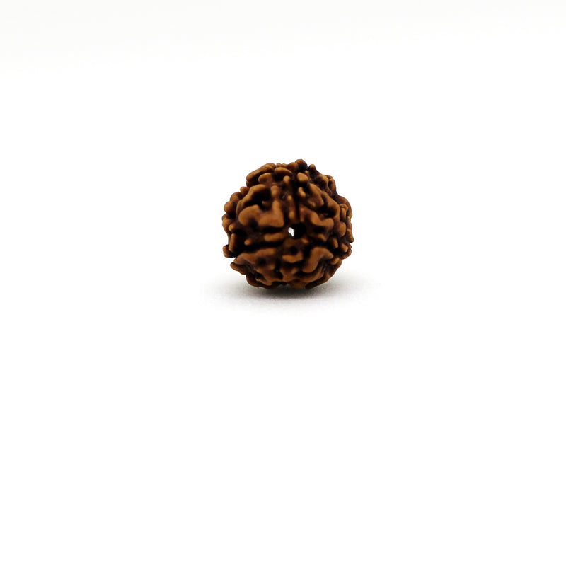 3 Mukhi Rudraksha - Natural & Certified - Nepal