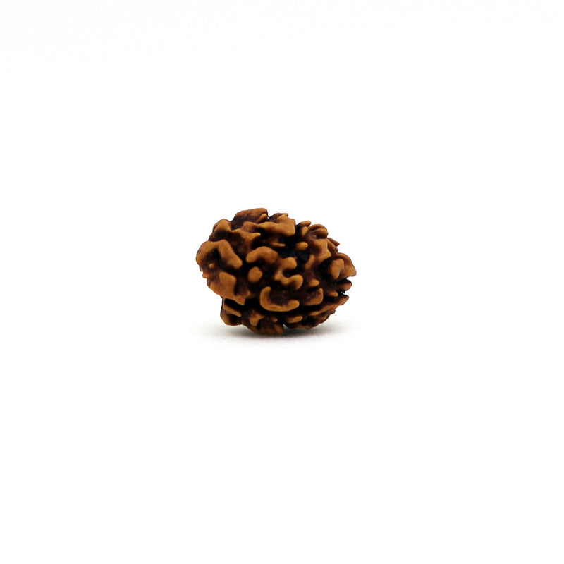 3 Mukhi Rudraksha - Natural & Certified - Nepal