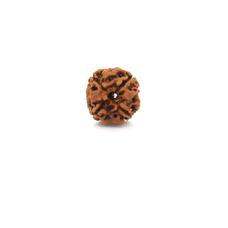 4 Mukhi Rudraksha - Natural & Certified - Nepal