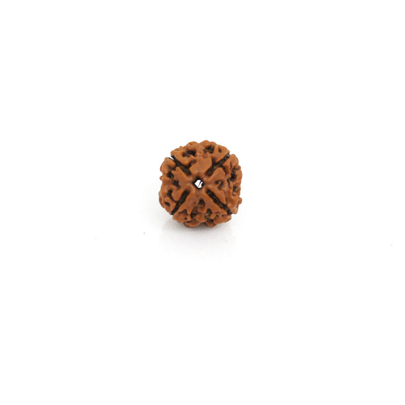 4 Mukhi Rudraksha - Natural & Certified - Nepal