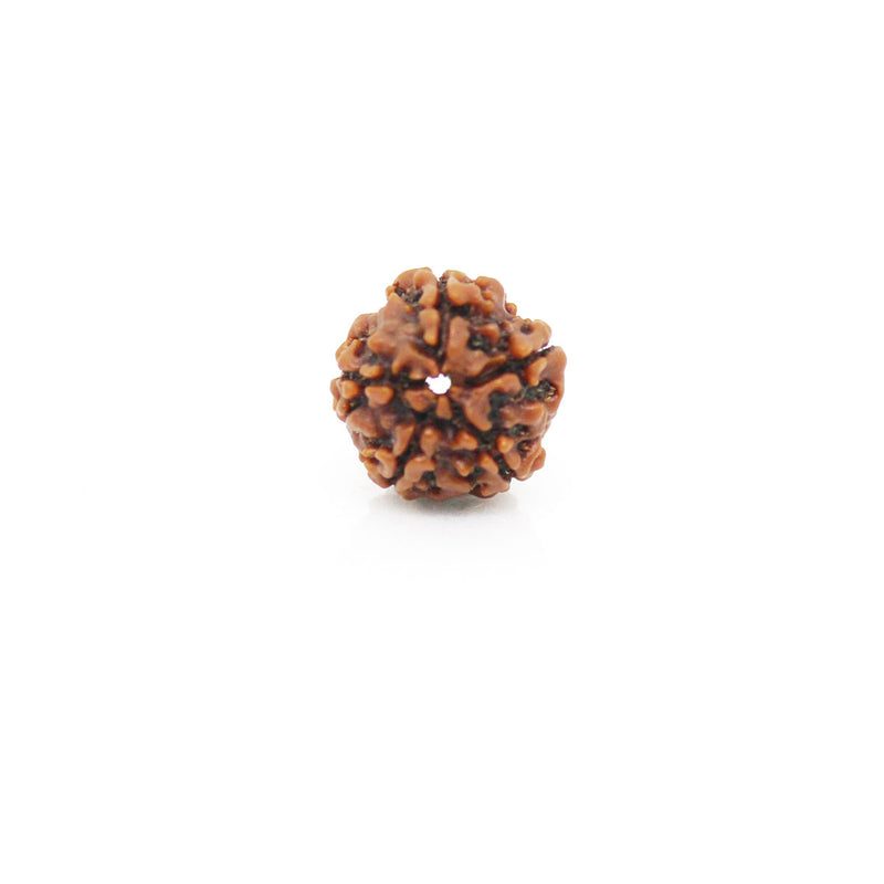 5 Mukhi Rudraksha - Natural & Certified - Nepal