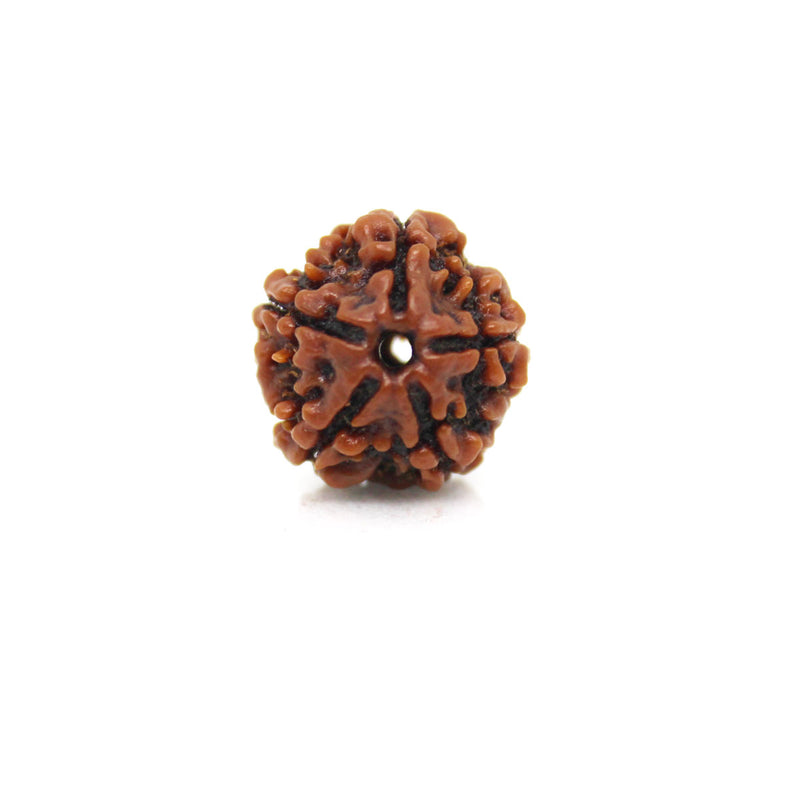 5 Mukhi Rudraksha - Natural & Certified - Nepal