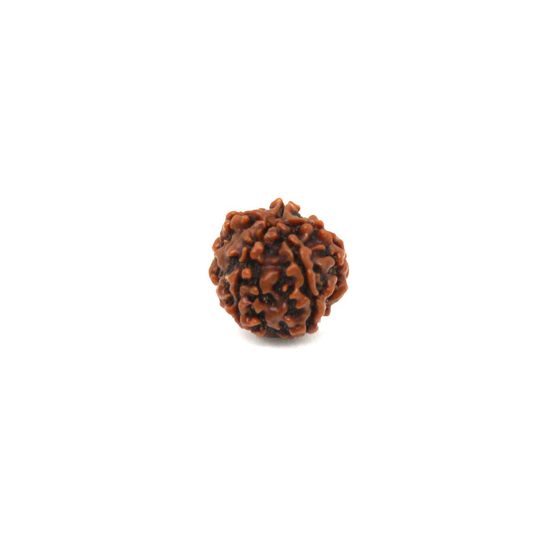 5 Mukhi Rudraksha - Natural & Certified - Nepal