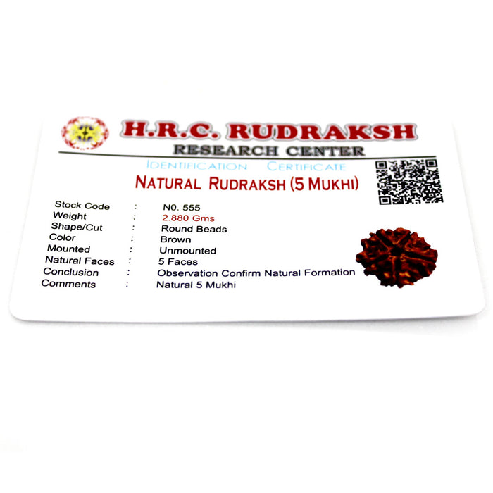 5 Mukhi Rudraksha - Natural & Certified - Nepal