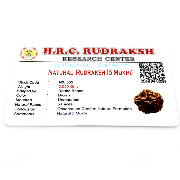 5 Mukhi Natural & Certified Rudraksha from Nepal - 19 mm - 3.05 gms