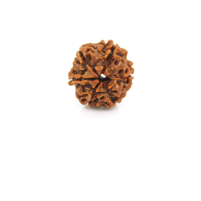 6 Mukhi Rudraksha - Natural & Certified - Nepal