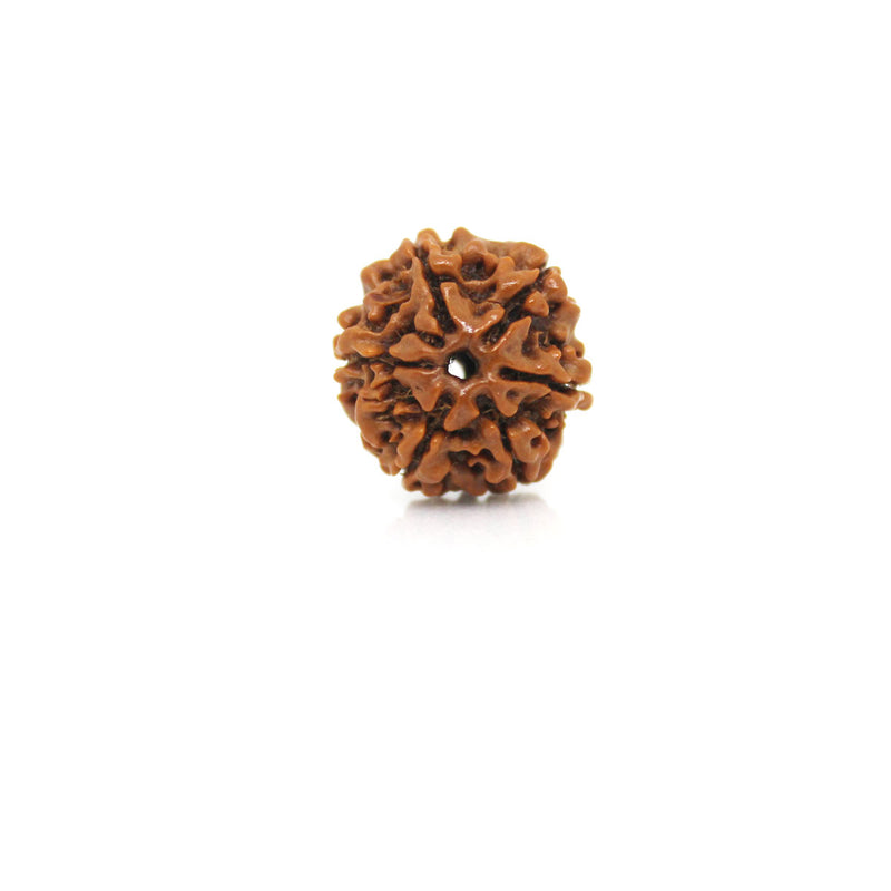 6 Mukhi Rudraksha - Natural & Certified - Nepal