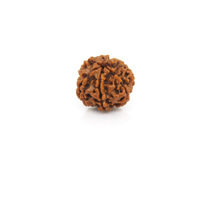 6 Mukhi Rudraksha - Natural & Certified - Nepal