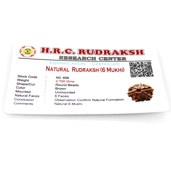 6 Mukhi Rudraksha - Natural & Certified - Nepal