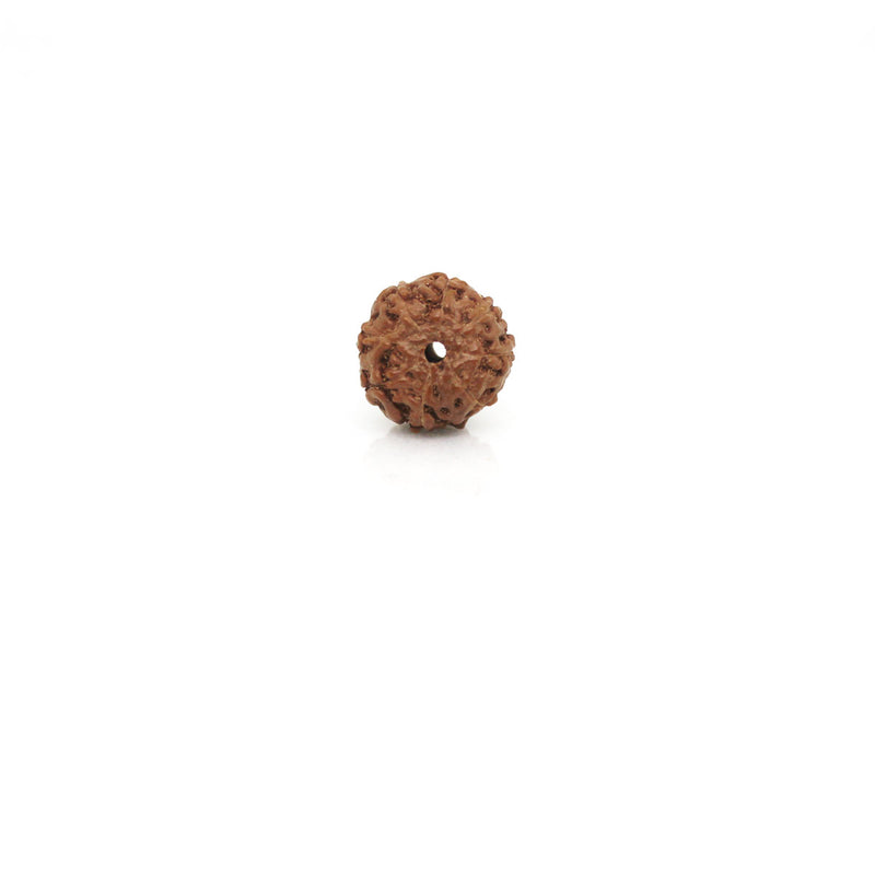7 Mukhi Rudraksha - Natural & Certified - Java Indonesia