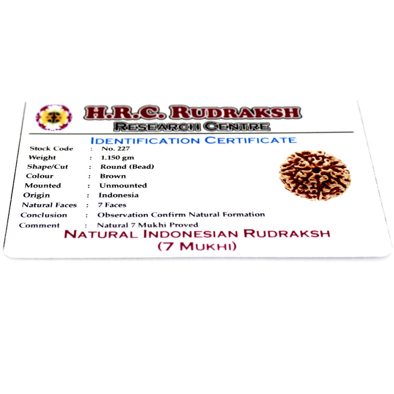 7 Mukhi Rudraksha - Natural & Certified - Java Indonesia
