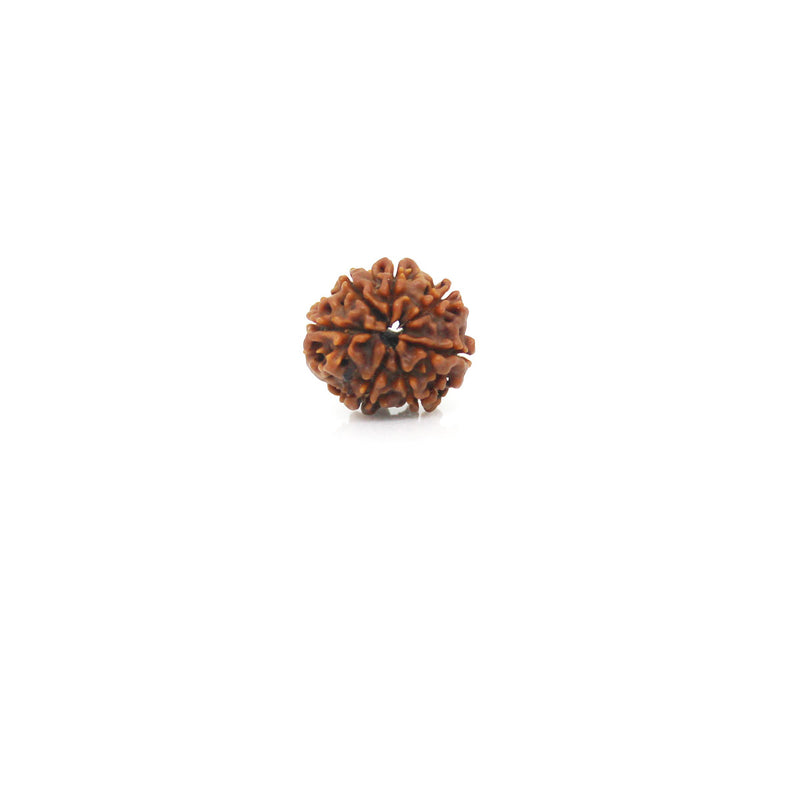 7 Mukhi Rudraksha - Natural & Certified - Nepal