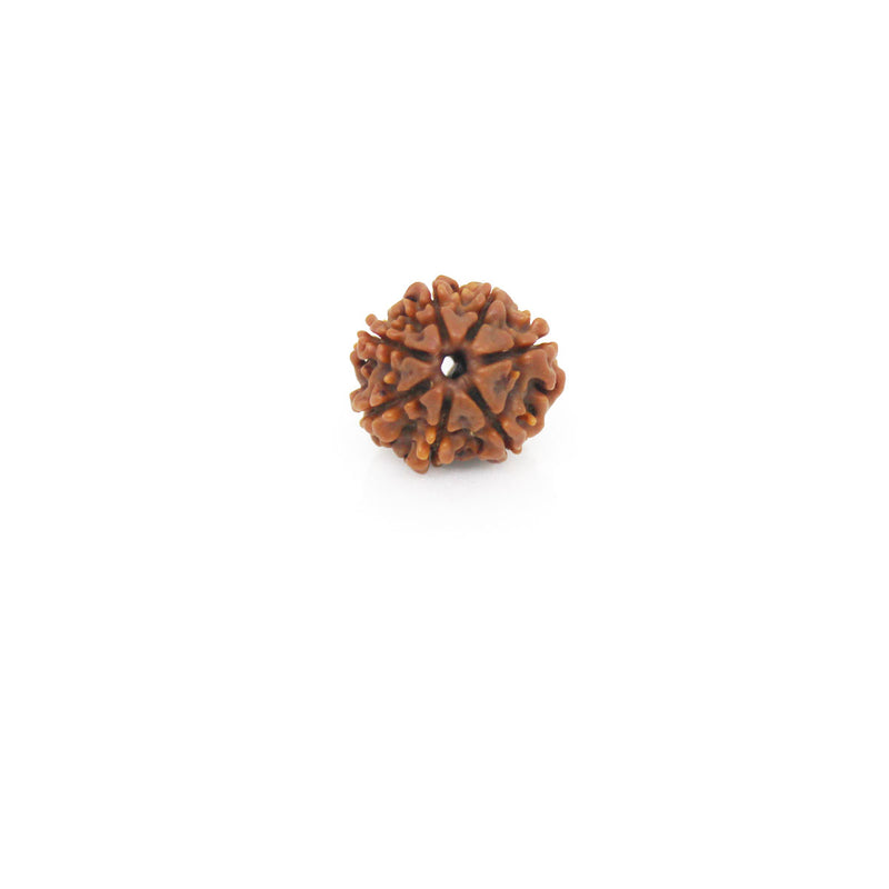 7 Mukhi Rudraksha - Natural & Certified - Nepal