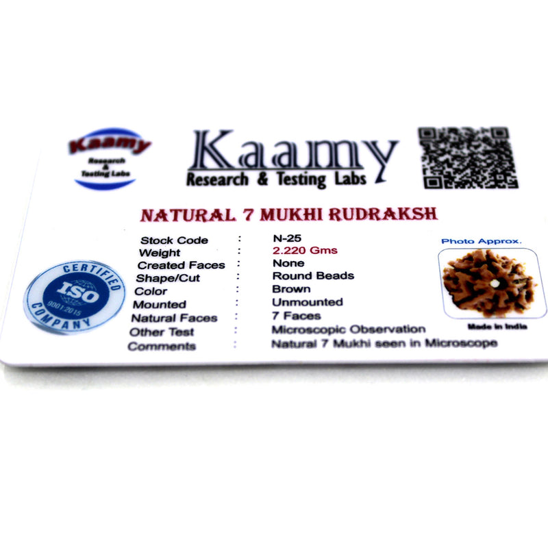 7 Mukhi Rudraksha - Natural & Certified - Nepal