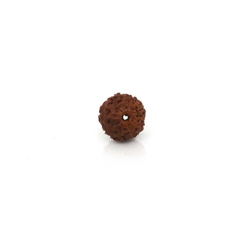 8 Mukhi Rudraksha - Natural & Certified - Java Indonesia