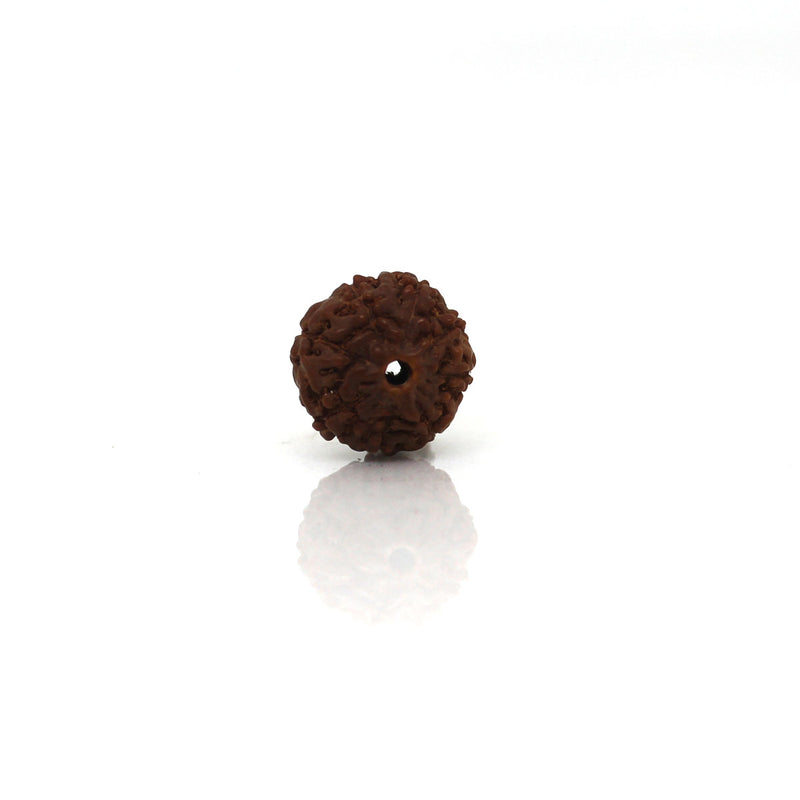 8 Mukhi Rudraksha - Natural & Certified - Java Indonesia