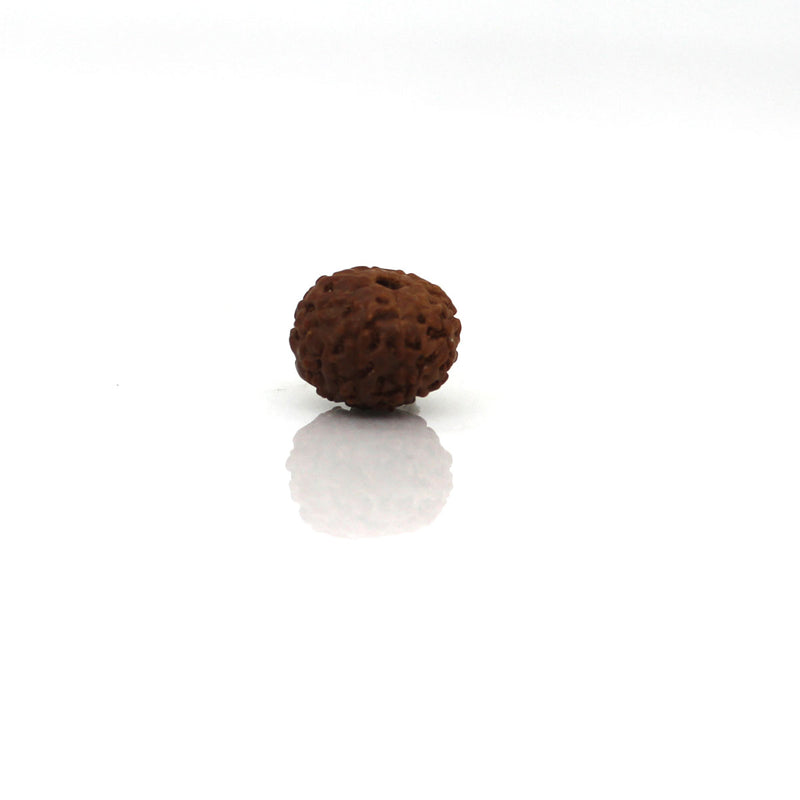 8 Mukhi Rudraksha - Natural & Certified - Java Indonesia