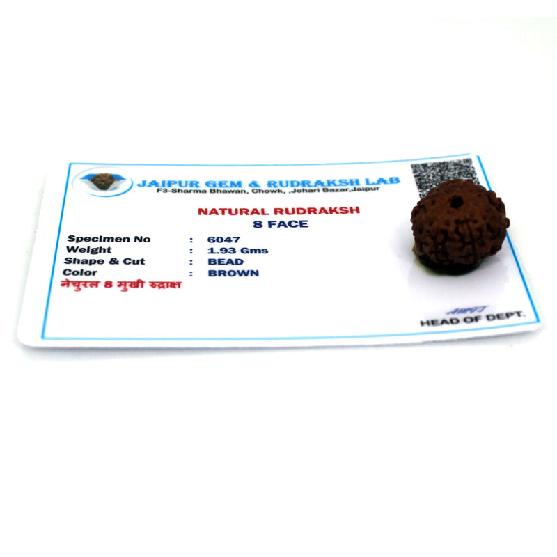 8 Mukhi Rudraksha - Natural & Certified - Java Indonesia