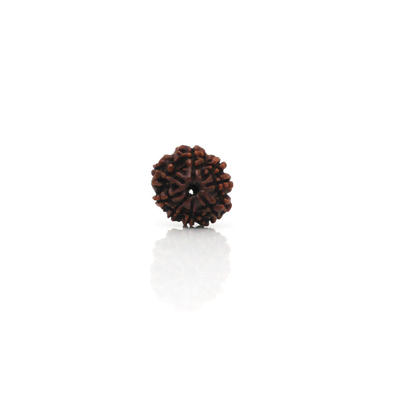 8 Mukhi Rudraksha - Natural & Certified - Nepal