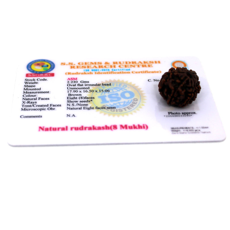 8 Mukhi Rudraksha - Natural & Certified - Nepal