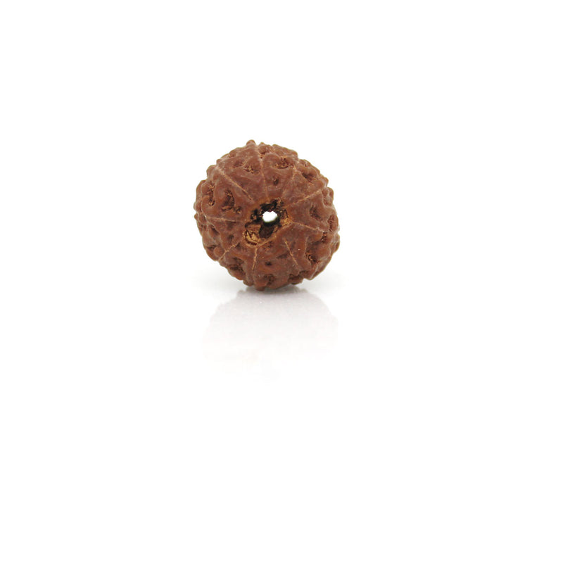 9 Mukhi Rudraksha - Natural & Certified - Java Indonesia