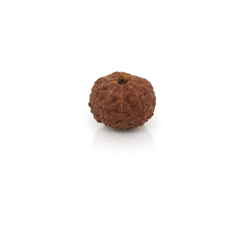 9 Mukhi Rudraksha - Natural & Certified - Java Indonesia