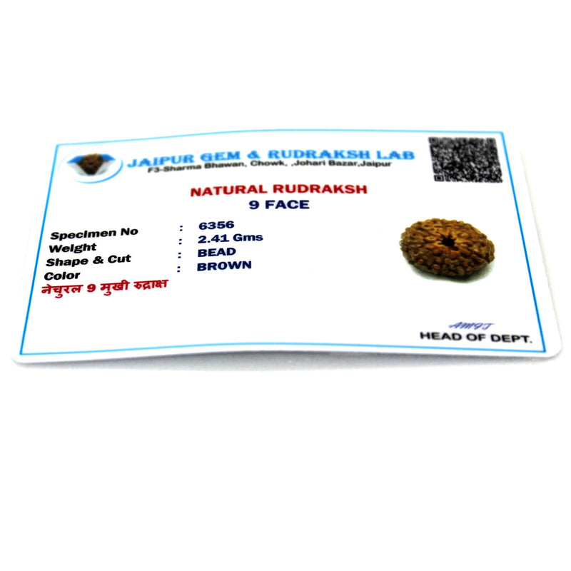 9 Mukhi Rudraksha - Natural & Certified - Java Indonesia