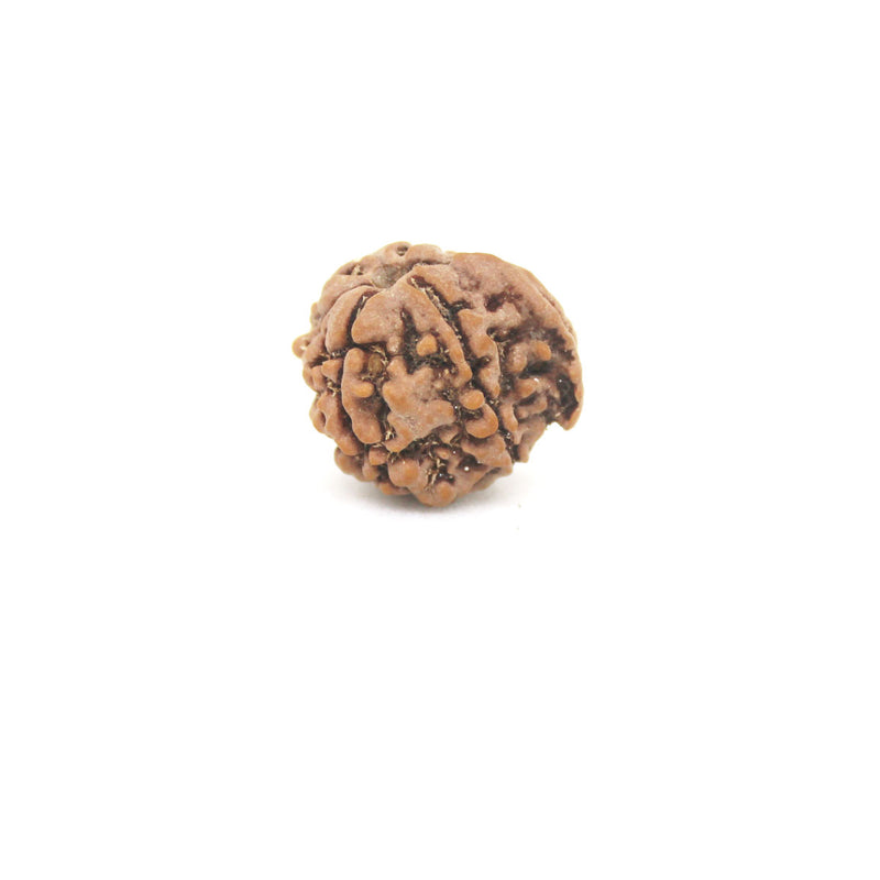 Ganesh Mukhi Rudraksha
