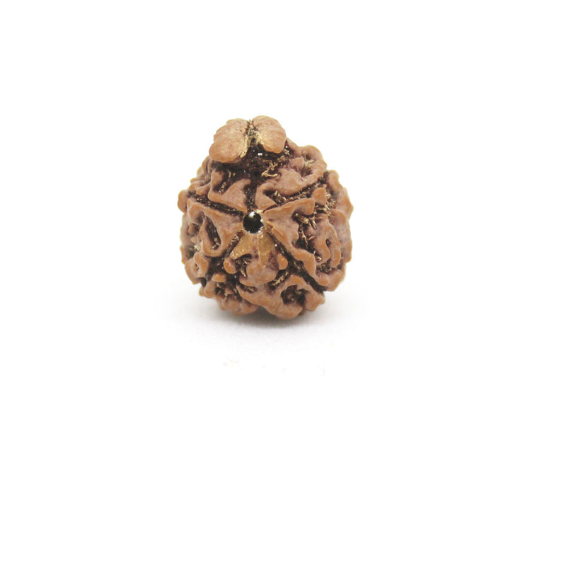 Ganesh Mukhi Rudraksha