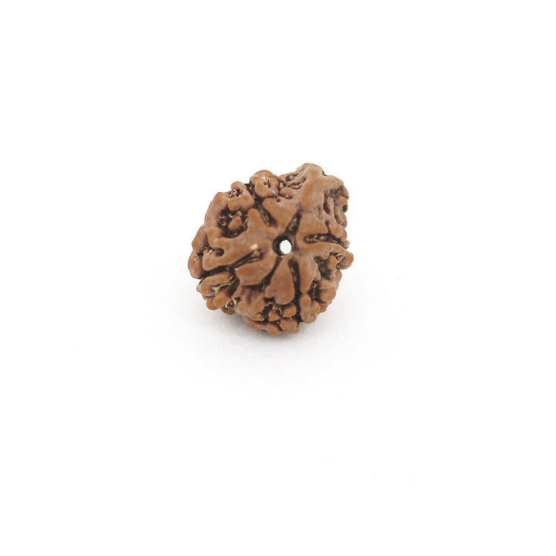 Ganesh Mukhi Rudraksha