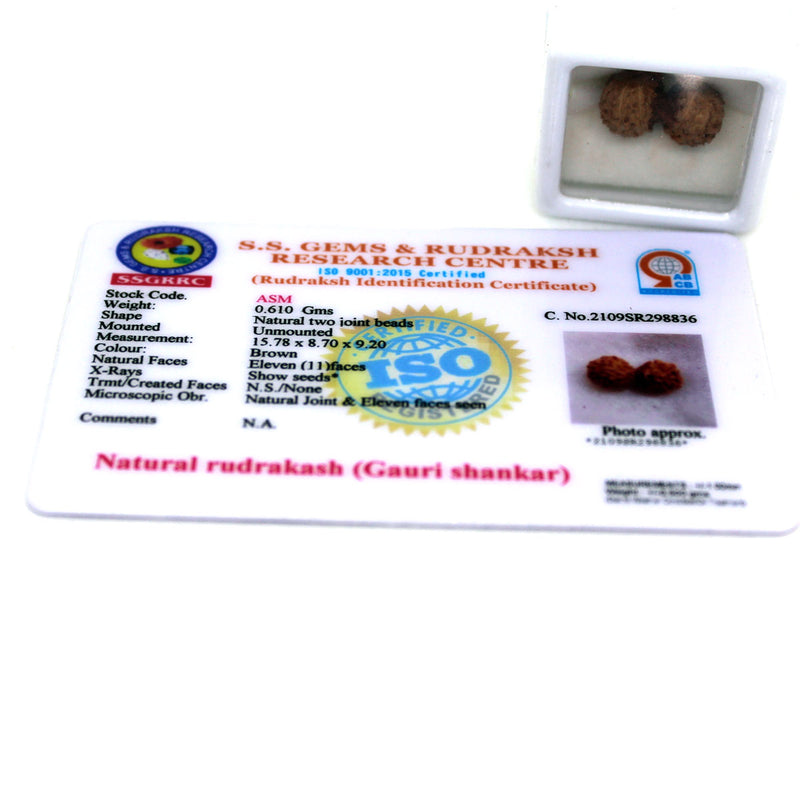 Gauri Shankar Rudraksha from Java Indonesia
